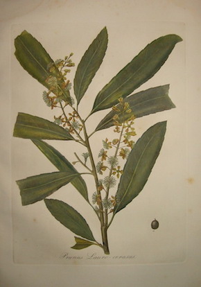 Tenore V. - Pasquale G.A. Prunus Lauro-cerasus 1872 Napoli